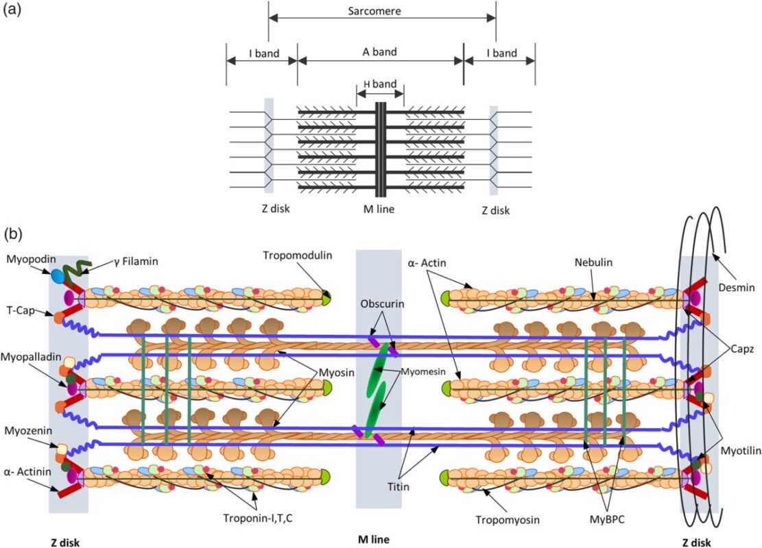Схема строения саркомера гистология